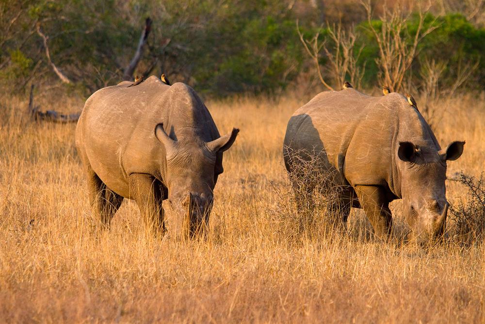 Rhino Ridge Safari Lodge